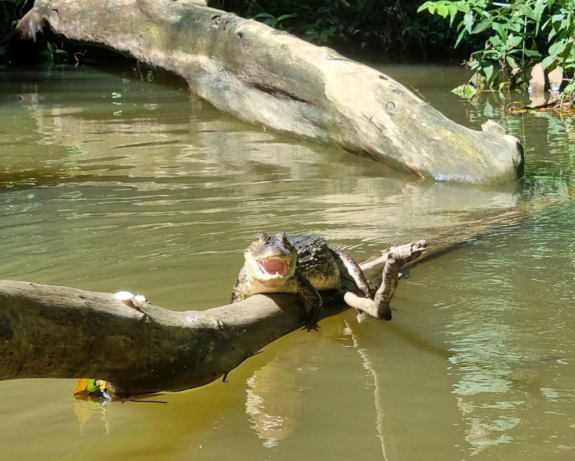 מלון Wildlife Art טורטוגוארו מראה חיצוני תמונה