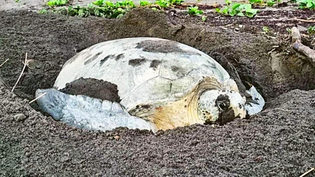 מלון Wildlife Art טורטוגוארו מראה חיצוני תמונה